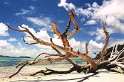 travel photography - beach landscape in Fiji